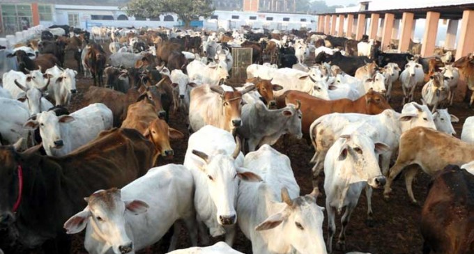 cattle Seized cattle to go back to Customs Dept for auction: BSF IG