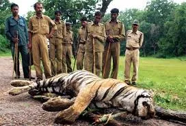 নাহৰকটীয়াত নাহৰফুটুকী বধ কৰি ভক্ষণ