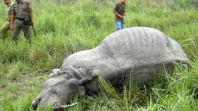 Kaziranga-Rhino-killed