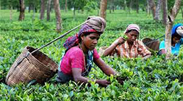TeaWorker Oxfam criticizes British supermarkets for sourcing tea from Assam where workers suffer from cholera and typhoid