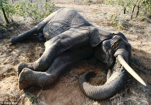 dead-elephant