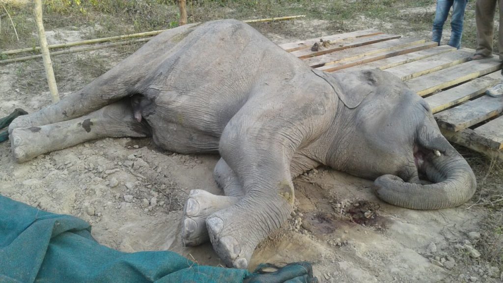 Injured elephant died at Kaziranga