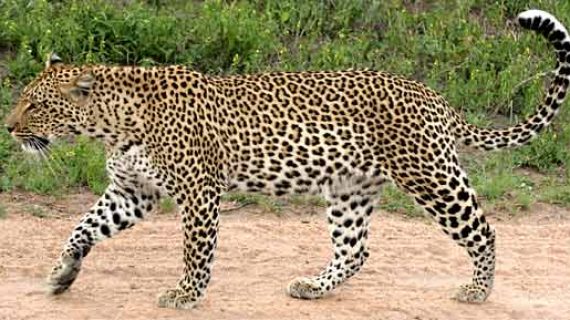 leopard-570x320
