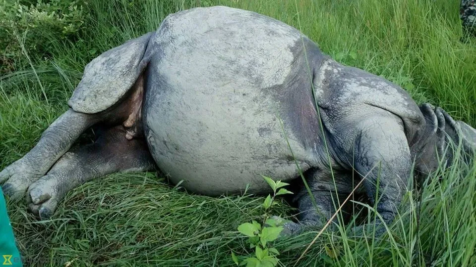 rhino