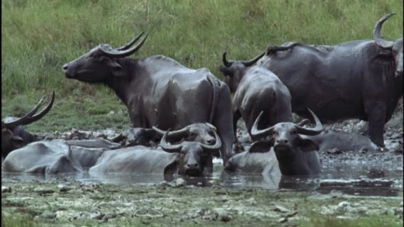 Assamese-buffalo-