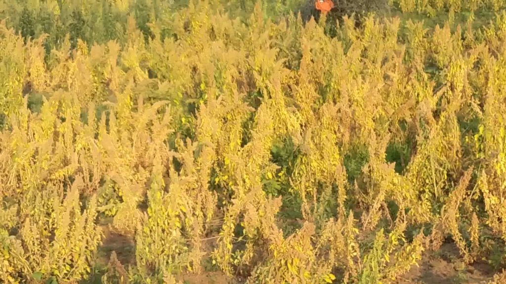 Quinoa_Cultivation