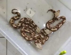 Seized-wild-animal
