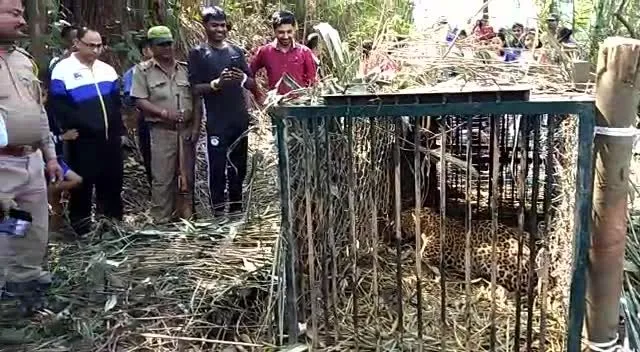 leopard_assam