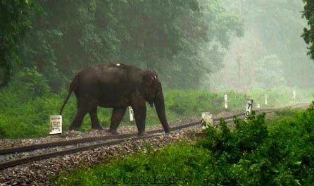 elephant_crossing_rail