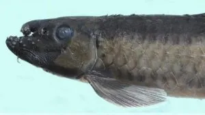 genus gara 1