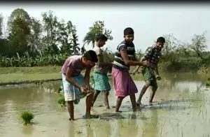 kokila Farmer