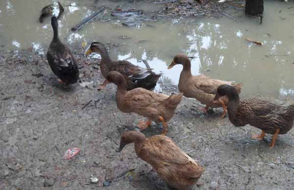 Assam_Duck