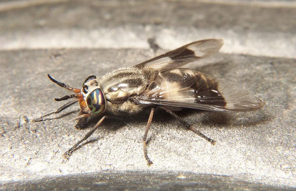 DeerFly