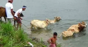 GaruBihu