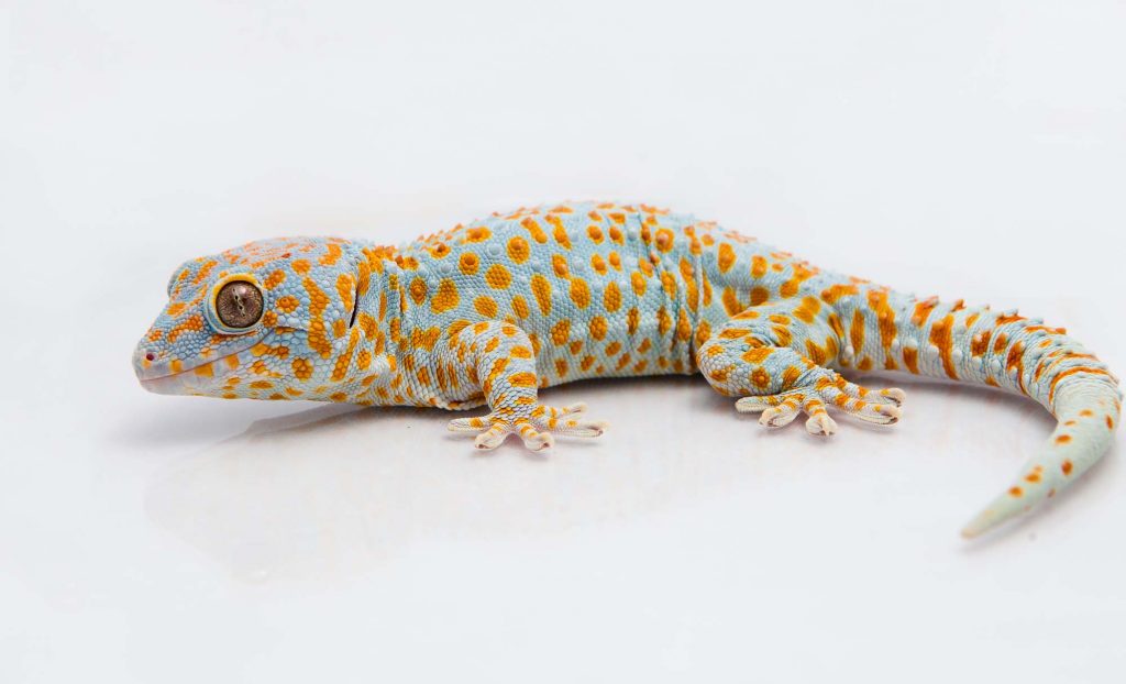 Gecko_Gecko