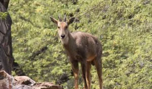 himalayan_goral_naemorhedus_goral-850x500-300x176