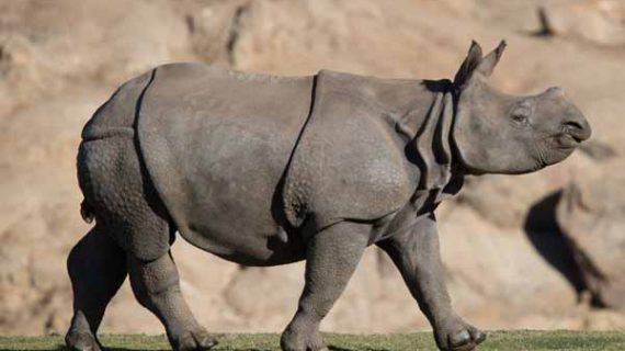 taj the rhino