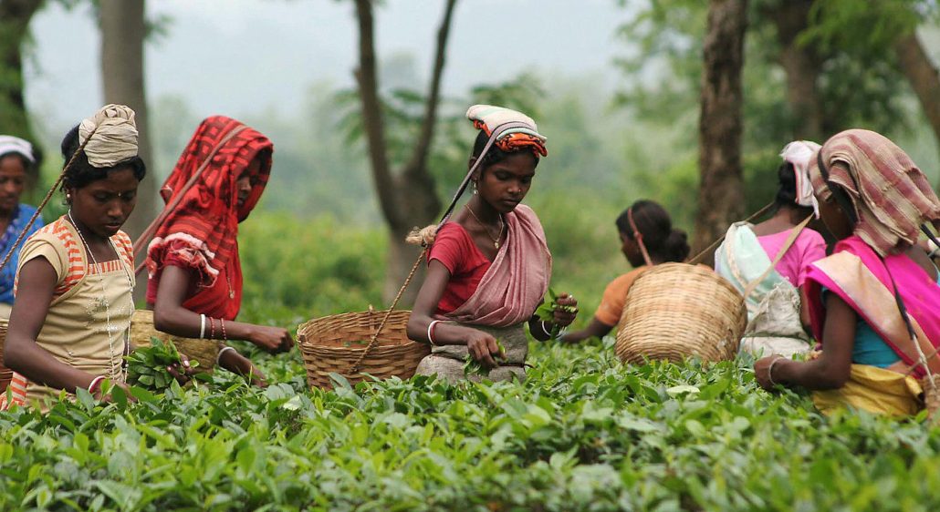 tea-workers in assam