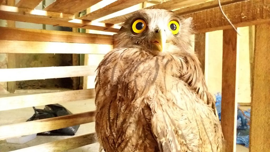 rare owl rescued at namrup assam