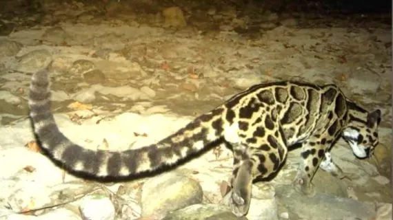 Clouded-leopard-udalguri-570x320