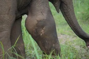 Injured_Elephant_2