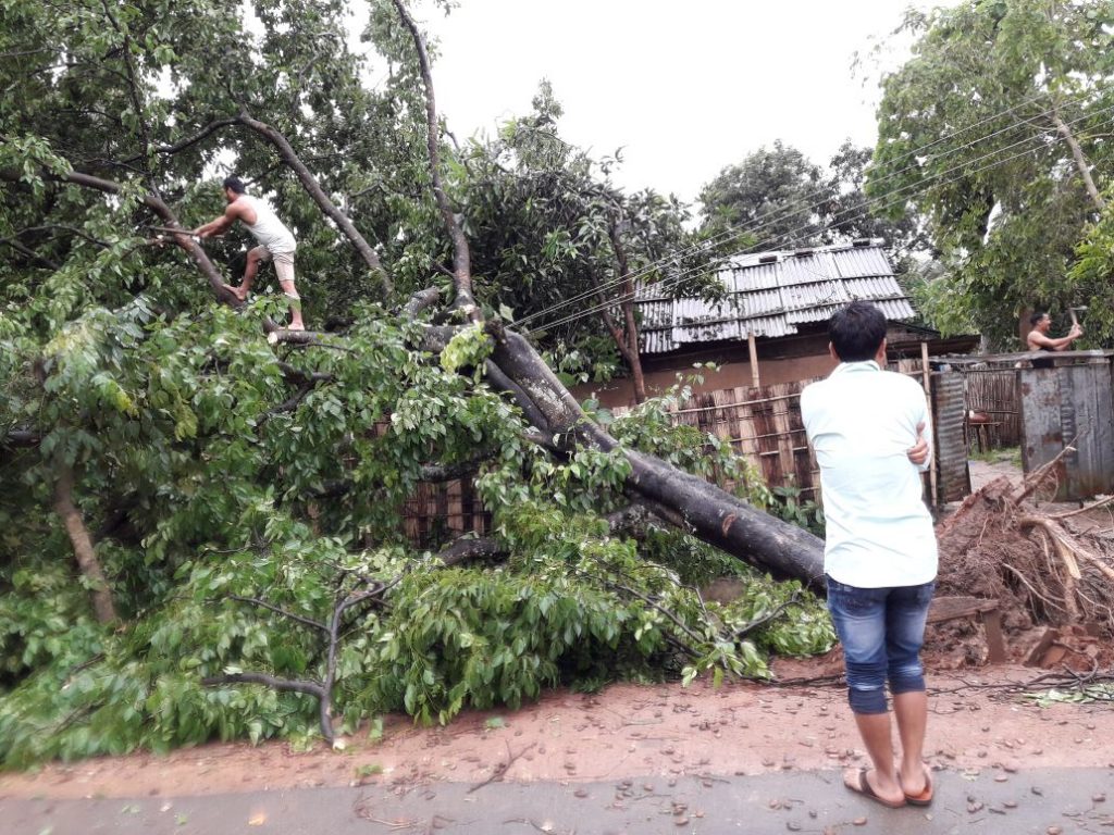 Uprooted tree, Langhin, KA