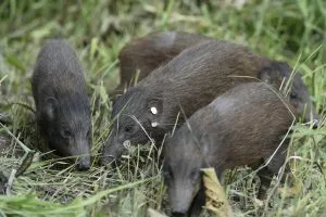 pigmy-hog-udalguri-300x200