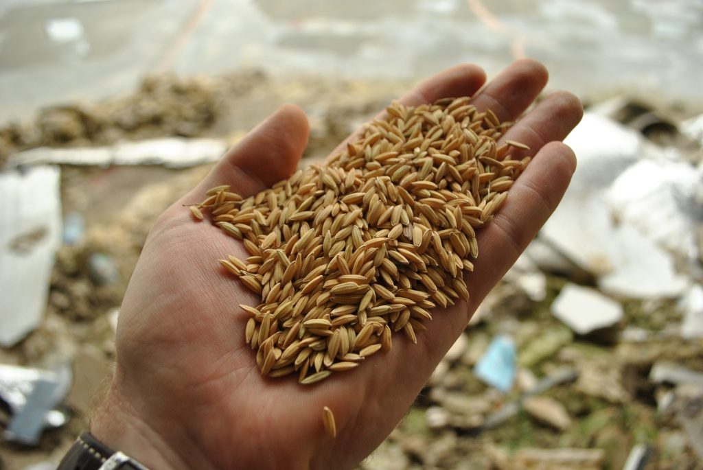 Assam seed corporation