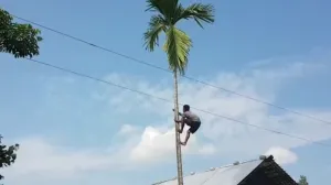 Spiderman_Majuli