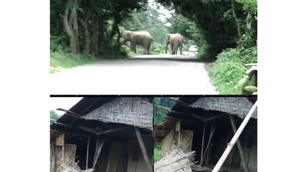 WildElephant