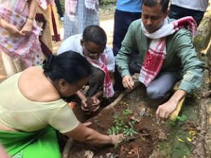 tree plantation 1