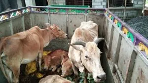 চুৰি গৰুৰ গাড়ী