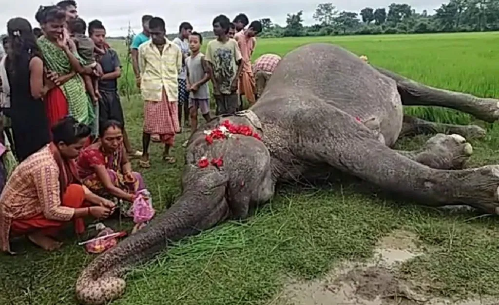 তামুলপুৰত আকৌ মৃত্যু এটা বনৰীয়া হাতীৰ, দুমাহত মৃত্যু দুটাকৈ বনৰীয়া হাতীৰ