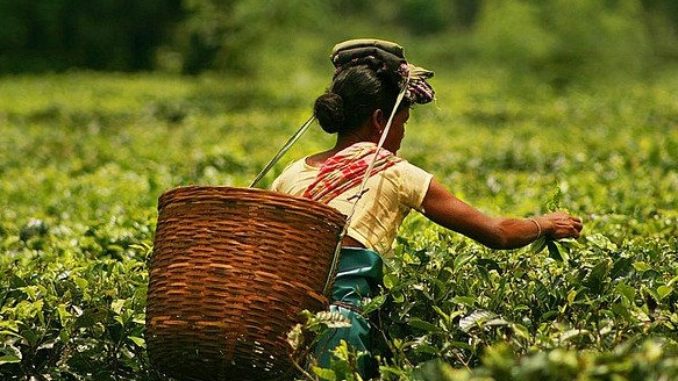 Plucking_tea_in_a_tea_garden_of_Assam