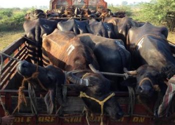 25THSEIZEDCATTLE_1407430f