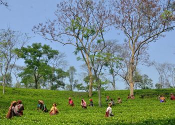 বিশ্বনাথত চাহ বাগিচাৰ শ্ৰমিকৰ প্ৰহাৰত আহত হৈ চিকিৎসাধীন বাগিচাৰ পৰিচালক, স্বত্বাধিকাৰী