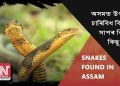 অসমত উপলব্ধ চাৰিবিধ বিষাক্ত সাপৰ বিষয়ে কিছু কথা