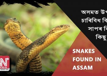 অসমত উপলব্ধ চাৰিবিধ বিষাক্ত সাপৰ বিষয়ে কিছু কথা