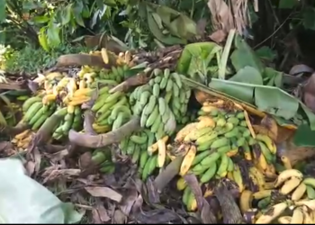 Banana