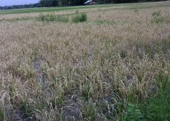 Insect destroyed Paddy field