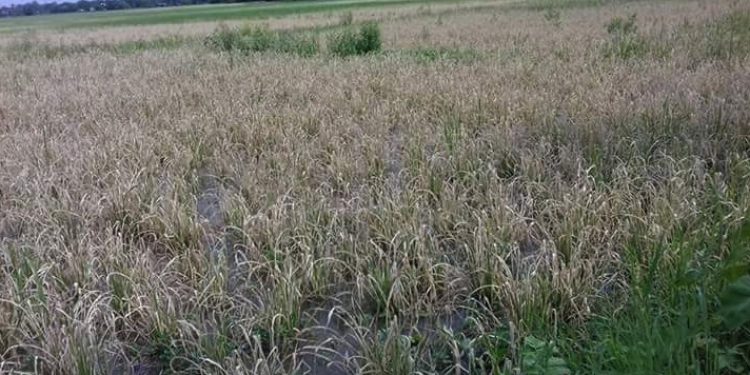 Insect destroyed Paddy field