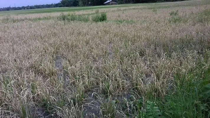 Insect destroyed Paddy field
