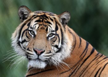 Sumatran tiger at Howletts Wild Animal Park