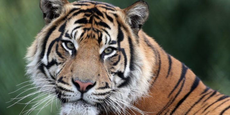 Sumatran tiger at Howletts Wild Animal Park
