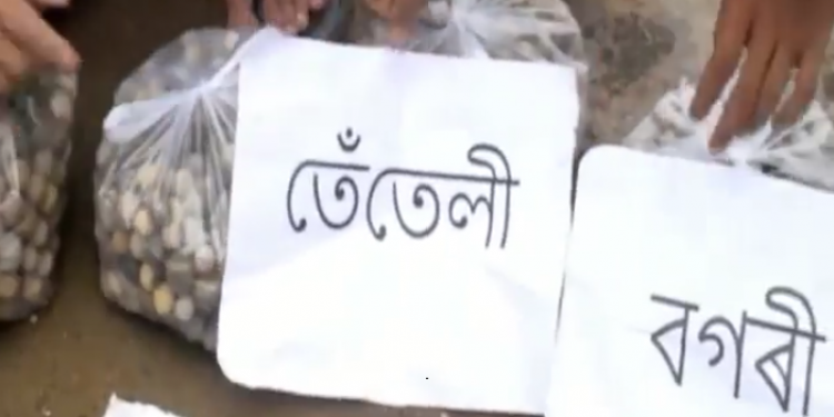 RupjyotiPuthibharal_1