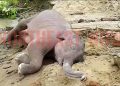 Dead Baby jumbo