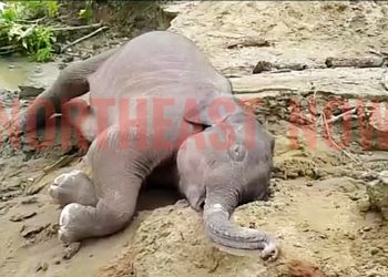 Dead Baby jumbo