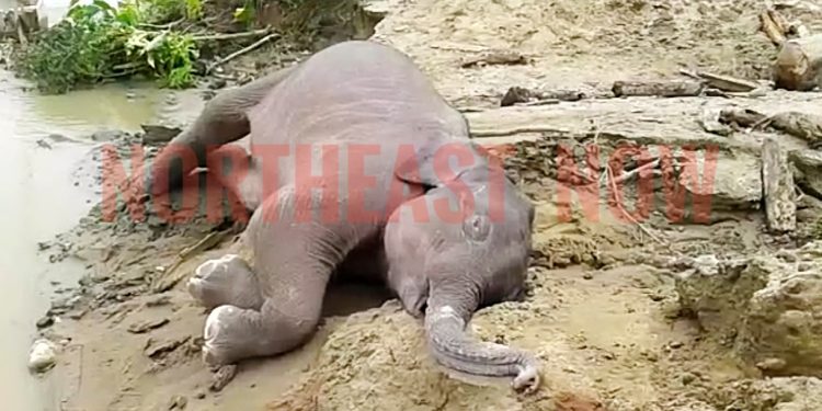 Dead Baby jumbo