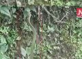 Snake_Image