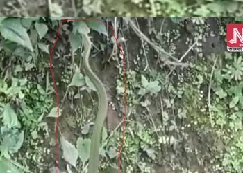 Snake_Image